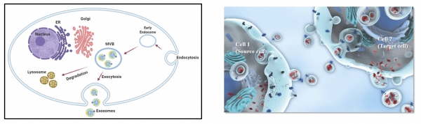 Экзосомы вырабатываются в клетках и высвобождаются за пределы везикул, или везикулы являются разновидностью экзосом и отличаются от различных веществ, присутствующих в экзосомах, которые могут быть доставлены в клетки. Фото=